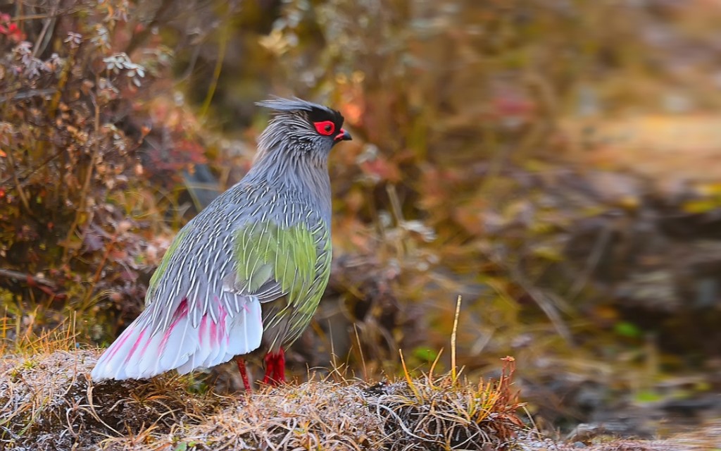 Upland Ground Birds